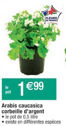 arabis caucasica corbeille d'argent