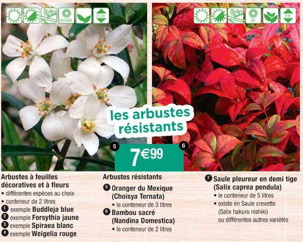 arbustes à feuilles décoratives et à fleurs, arbustes résistants