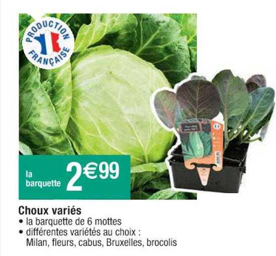 choux variés
