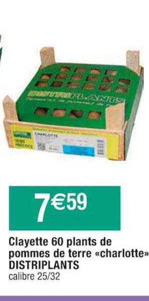 clayette 60 plants de pommes de terre "charlotte" distriplants