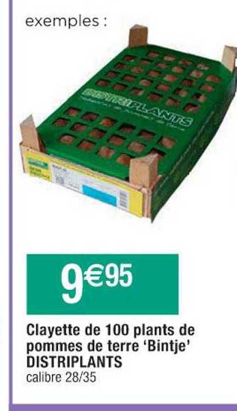 clayette de 100 plants de pommes de terre "bintje" distriplants