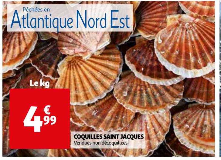 coquilles saint jacques