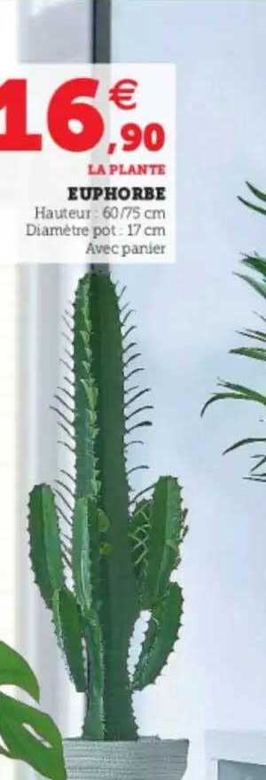 euphorbe