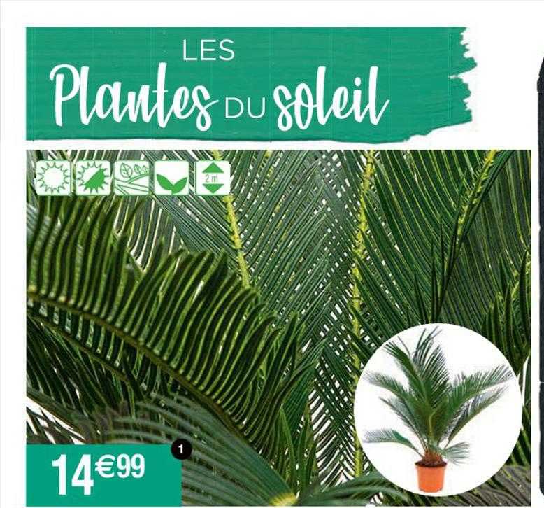 les plantes du soleil