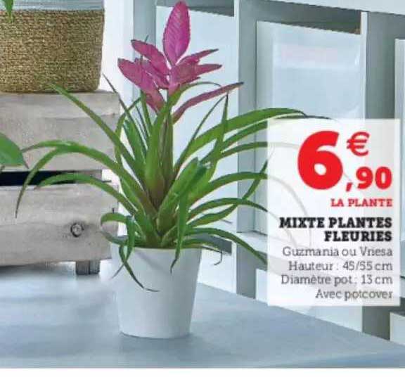 mixte plantes fleuries