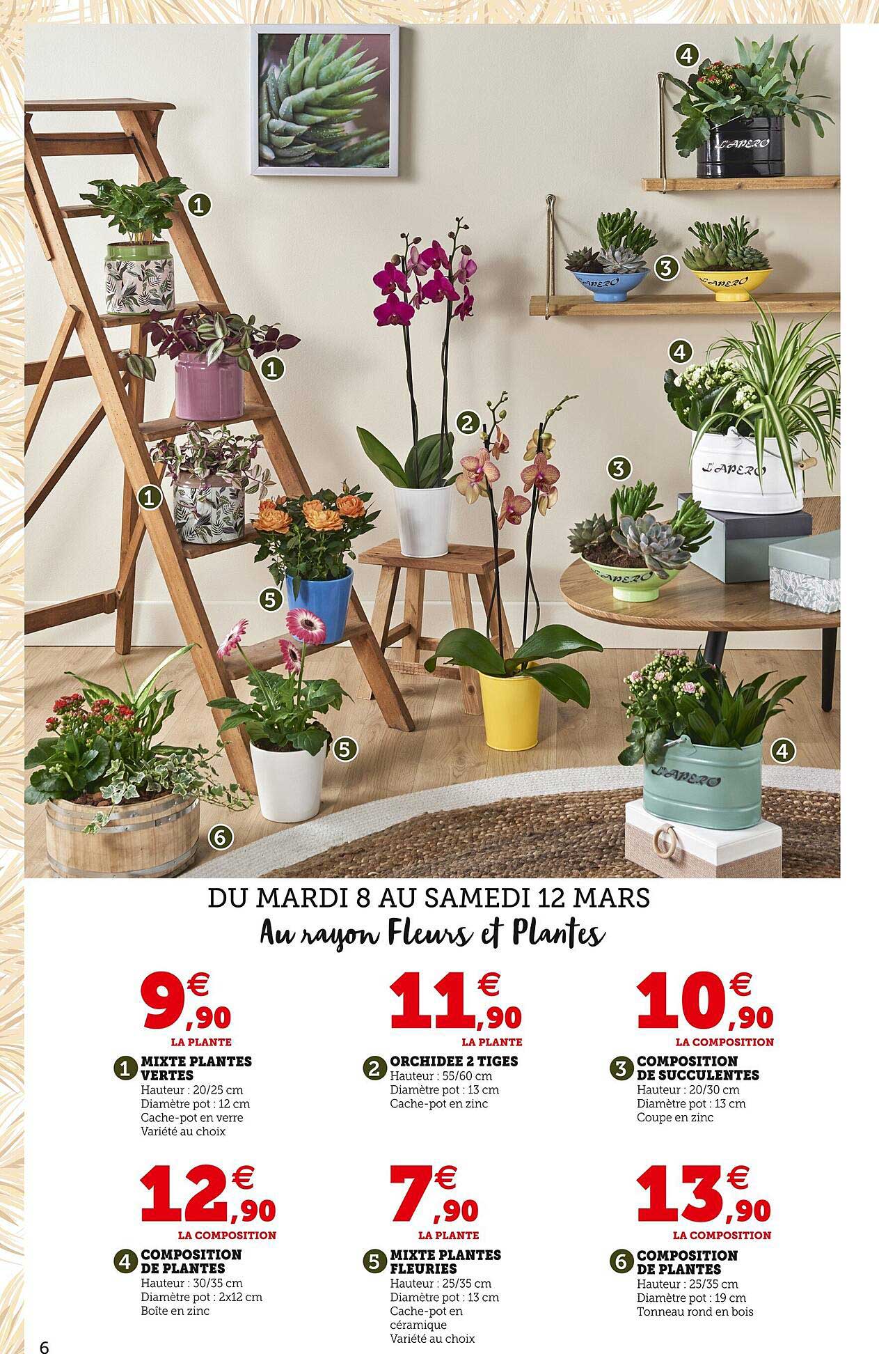 mixte plantes vertes, orchidée 2 tiges, composition de succulentes, composition de plantes, mixte plantes fleuries, composition de plantes