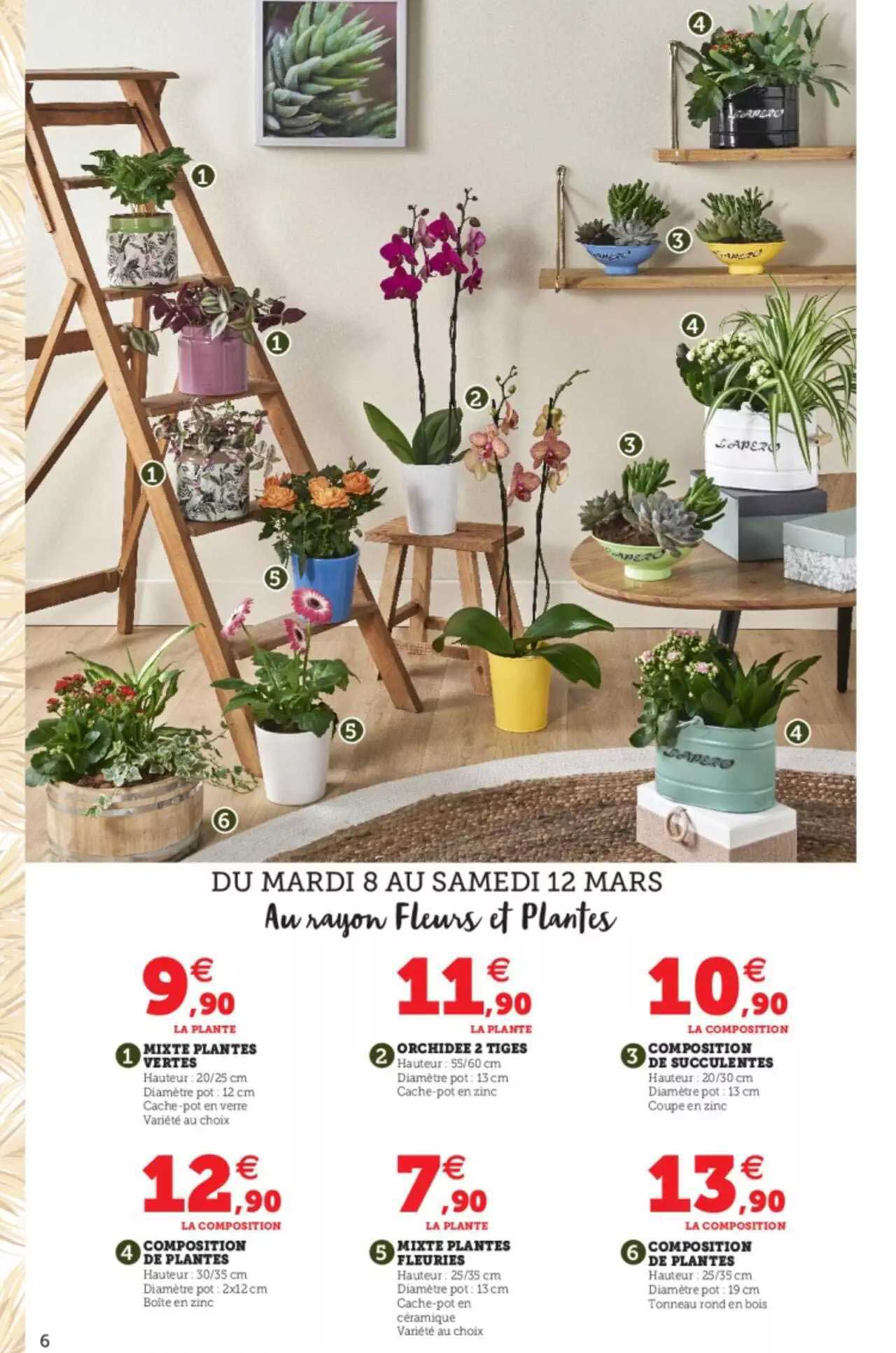 mixte plantes vertes, orchidée 2 tiges, composition de succulentes, composition de plantes, mixte plantes fleuries, composition de plantes