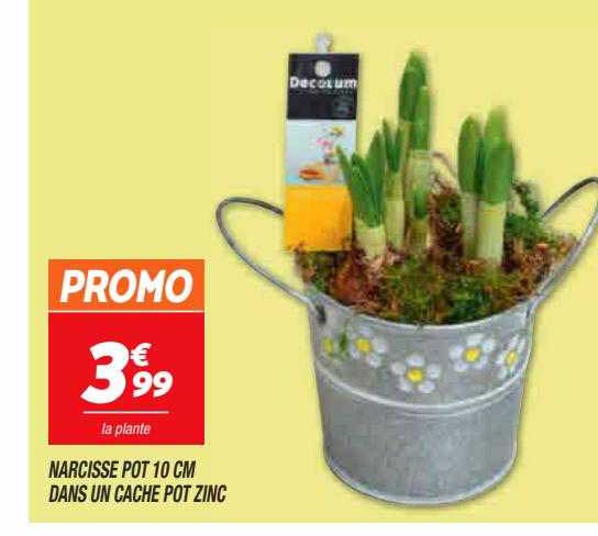narcisse pot 10 cm dans un cache pot zinc