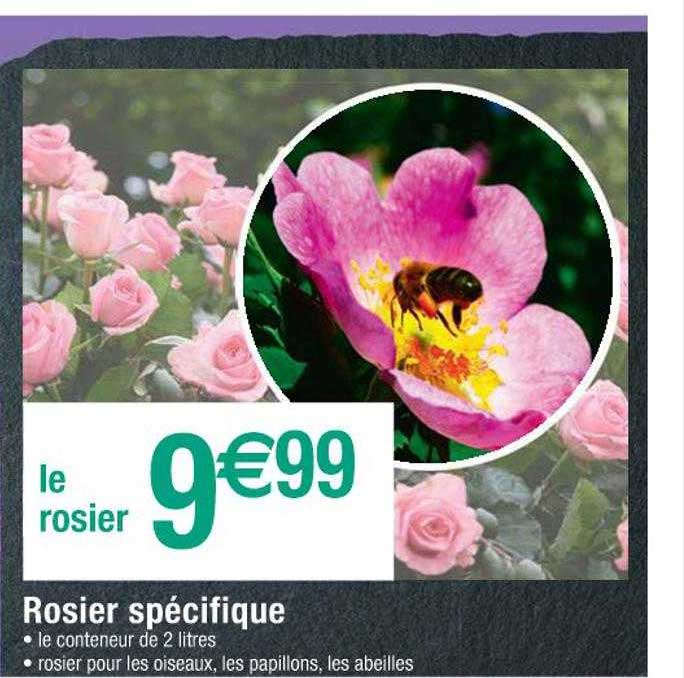 rosier spécifique