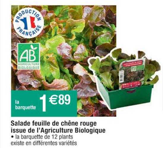 salade feuille de chêne rouge issue de l'agriculture biologique
