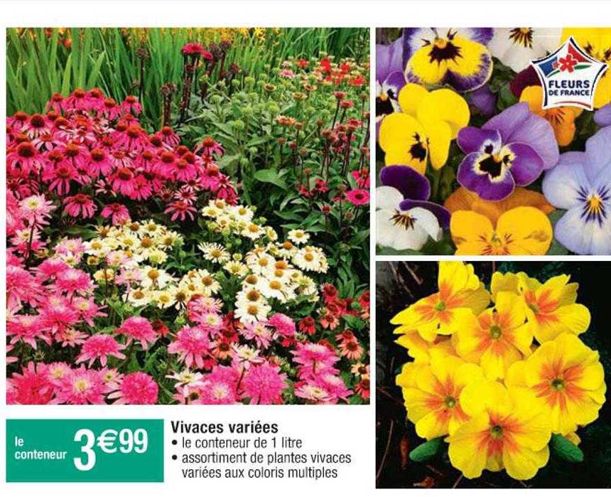 vivaces variées