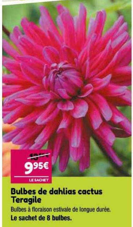 bulbes de dahlias cactus teragile