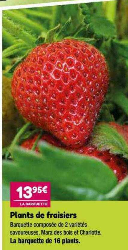 Plants De Fraisiers