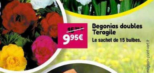 begonias doubles teragile
