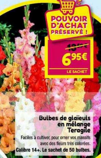 bulbes de glaïeuls en mélange teragile
