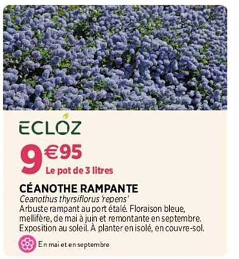 céanothe rampante