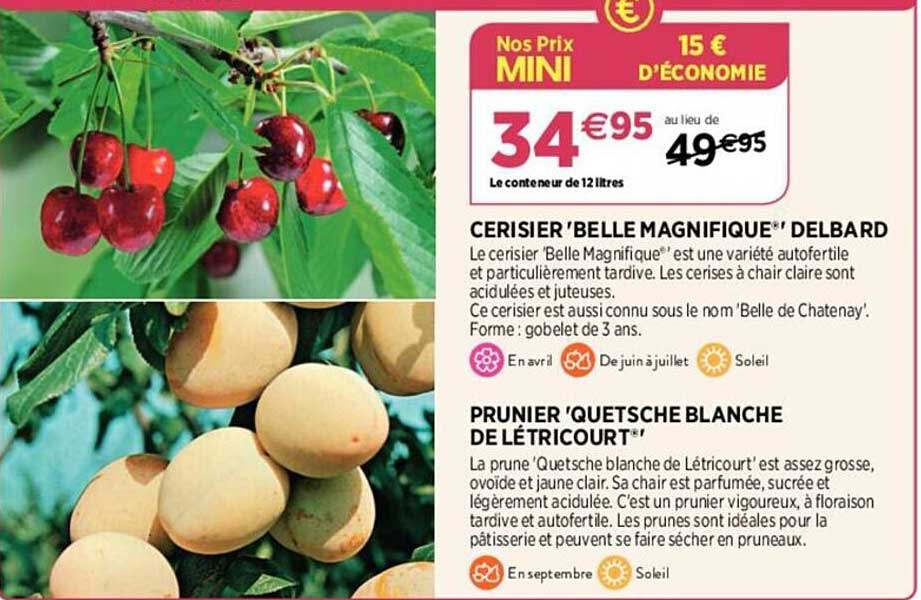 cerisier "belle magnifique" delbard, prunier "quetsche blanche de létricourt"