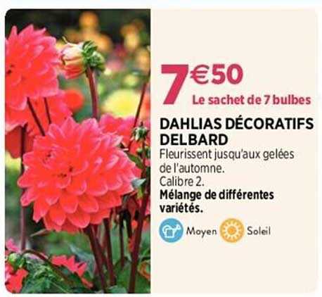dahlias décoratifs delbard