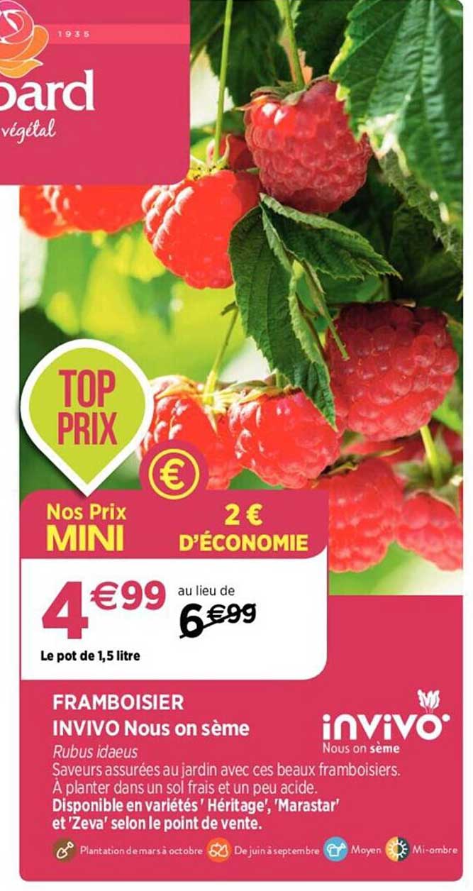 framboisier invivo nous on sème