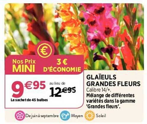 glaïeuls grandes fleurs