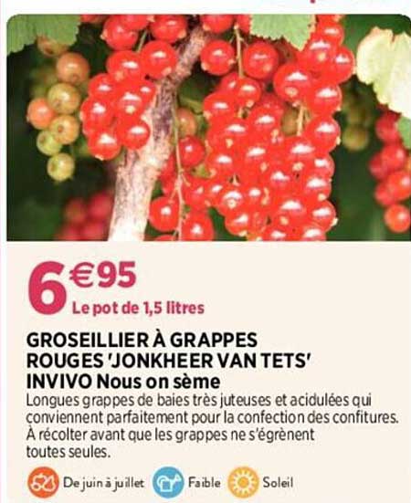 groseillier à grappes rouges 'jonkheer van tets" invivo nous on sème
