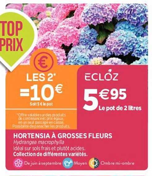 hortensia à grosses fleurs