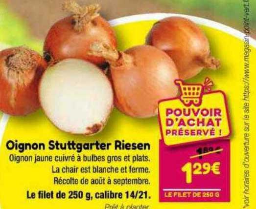 oignon stuttgarter riesen
