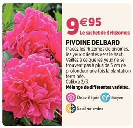 pivoine delbard