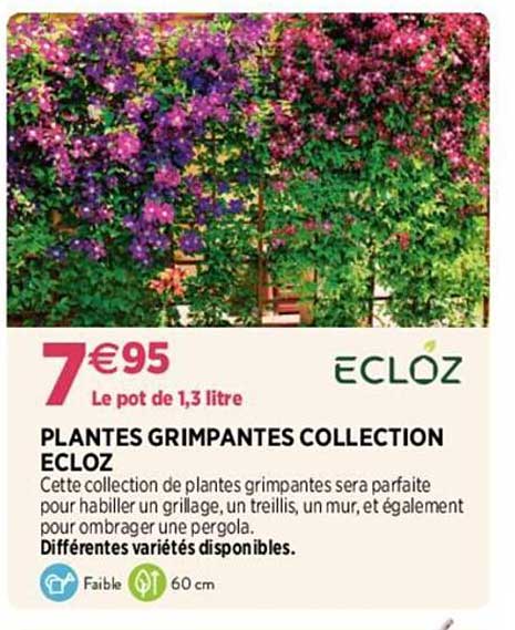 plantes grimpantes collection ecloz