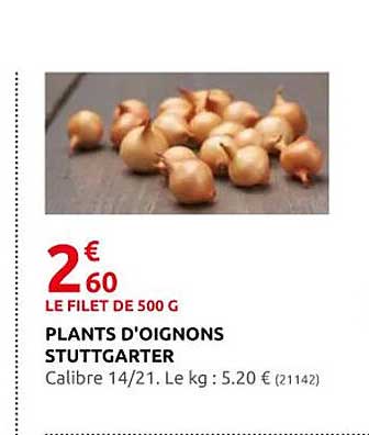 plants d'oignons stuttgarter