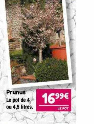 prunus