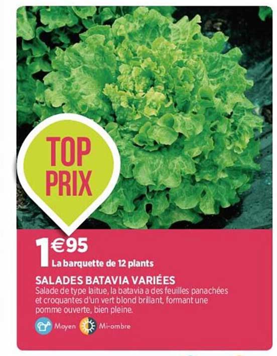 salades batavia variées