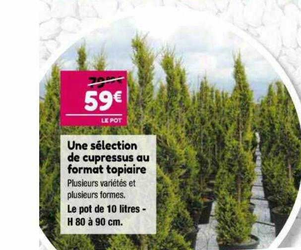 Une Sélection De Cupressus Au Format Topiaire