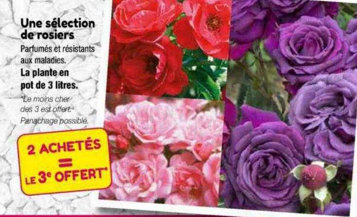 une sélection de rosiers