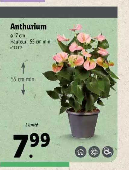 Anthurium