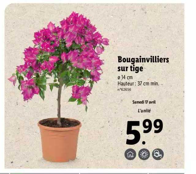 bougainvilliers sur tige