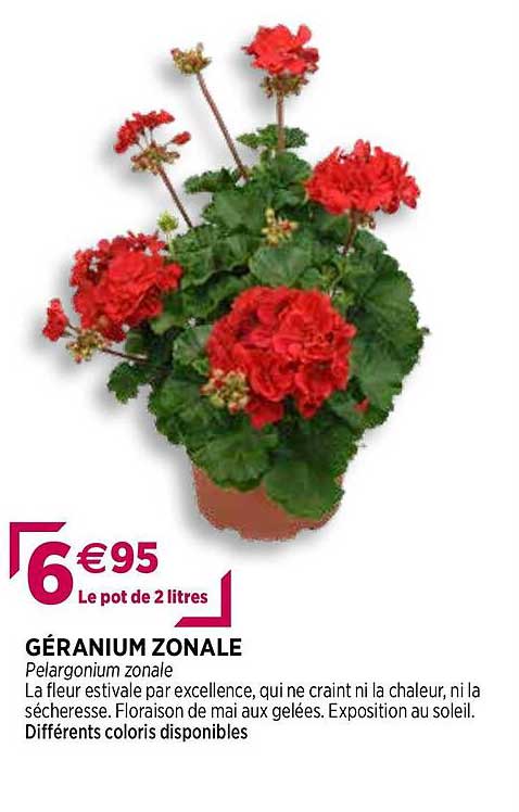 géranium zonale