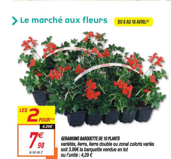 géraniums barquette de 10 plants
