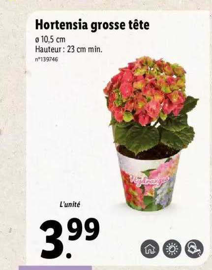 hortensia grosse tête