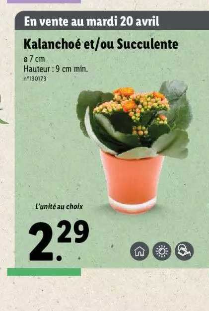 kalanchoé et-ou succulente