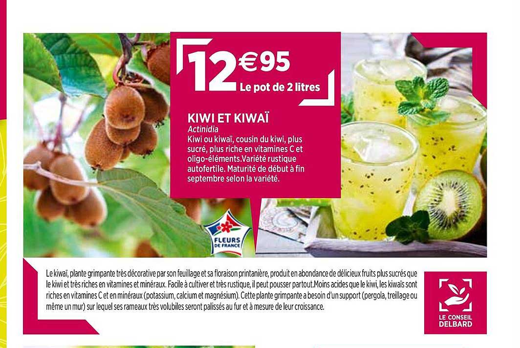 kiwi et kiwaï