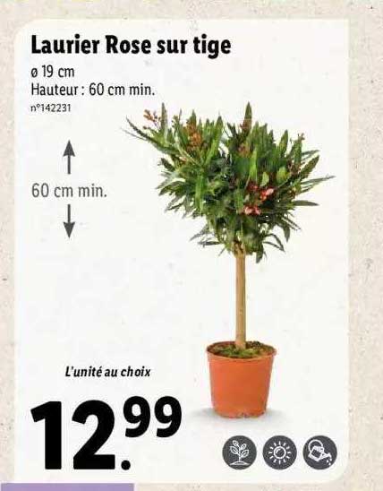 laurier rose sur tige