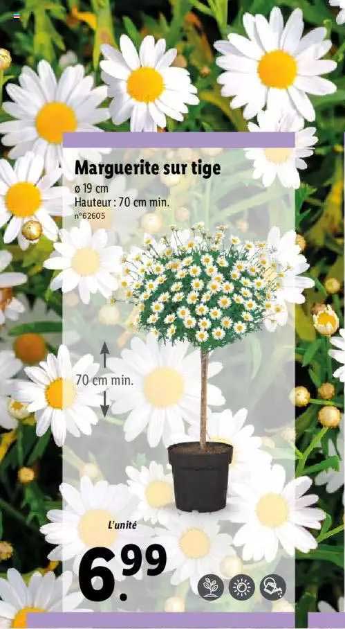 marguerite sur tige
