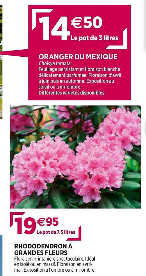 oranger du mexique, rhododendron à grande fleurs