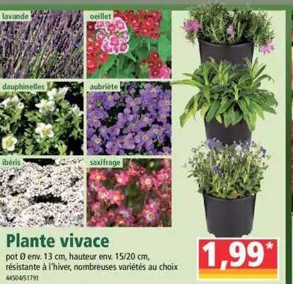 plante vivace