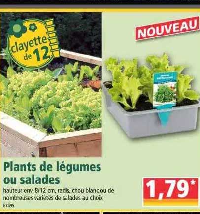Plants De Légumes Ou Salades