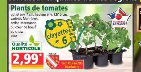 plants de tomates