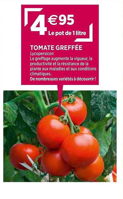 tomates greffée