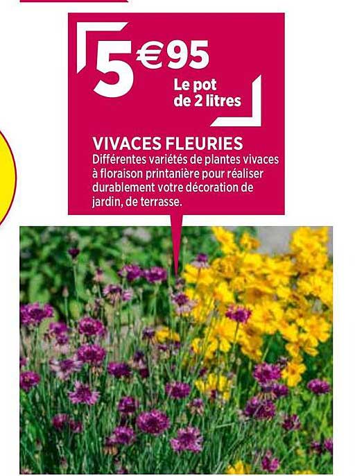 vivaces fleuries