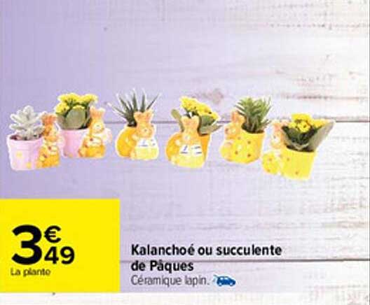 Kalanchoé Ou Succulente De Pâques